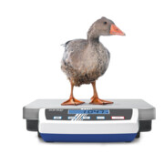 Kern Paketwaage DE 24K2A+C kalibriert, Wägebereich 24 kg, Ablesbarkeit 2 g-4
