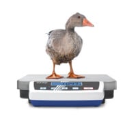 Kern Paketwaage DE 60K5A+C kalibriert, Wägebereich 60 kg, Ablesbarkeit 5 g-5