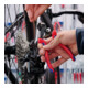 KNIPEX 95 62 160 Staalkabelschaar ook voor staalkabels met hoge sterkte gebruineerd 160 mm