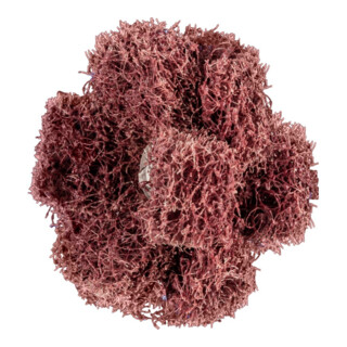 Pferd POLINOX Étoile abrasive T 38-3 A 80