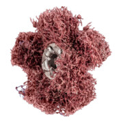 Pferd POLINOX Schleifstern T 25-2 A 80