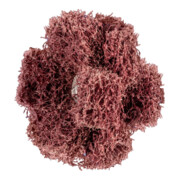 Pferd POLINOX Schleifstern T 38-3 A 80