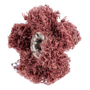 PFERD TOOLS POLINOX Vlies-Schleifstern PNST Ø 25 mm Gewinde 8-32 UNC A80 für Feinschliff und Finish