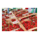 Pince à ressort XM Bessey