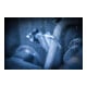 Pince pour durites Ø 25 mm BGS-2