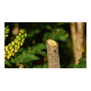 Sécateur sans fil EasyPrune Classic Bosch-2