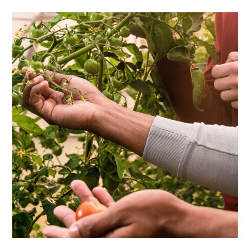 STIER Crew Sweat Style Print organic cotton