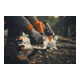 Stihl Akku-Gehölzschneider GTA 40, ohne Akku und Ladegerät-4