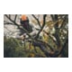 Stihl Taille-haies sans fil GTA 40, Set avec 2 x AS 2, AL 5-2 et mallette