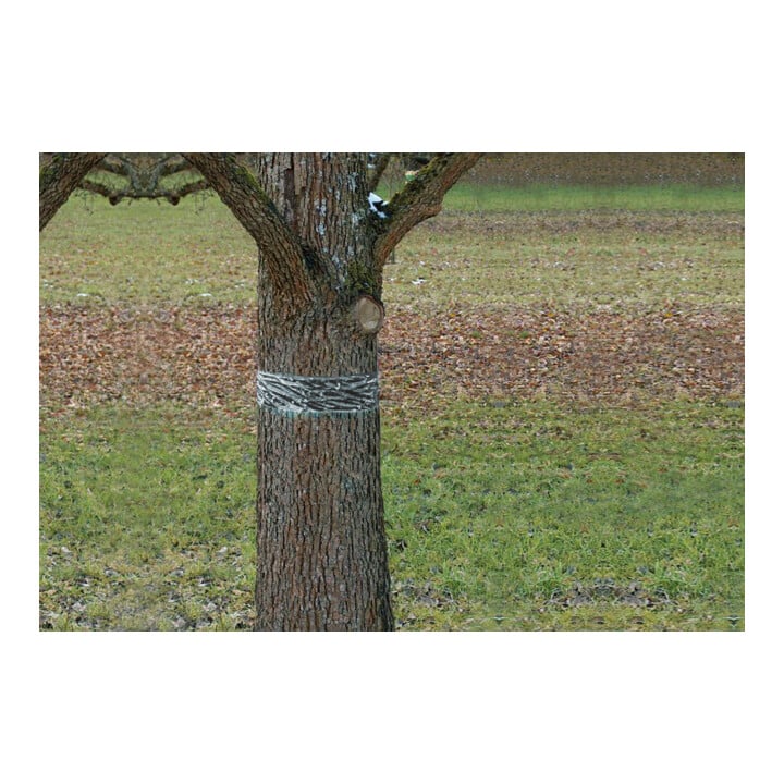 SWISSINNO Anneau colle à chenilles et fourmis 5x5cm Natural Control Solution