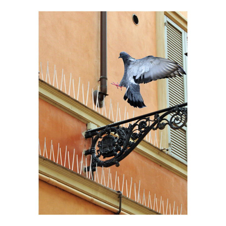 SWISSINNO Pointes 300 cm avec colle silicone Solution