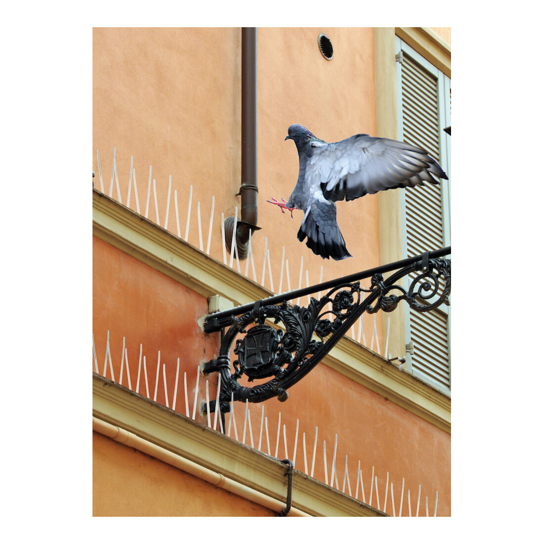 SWISSINNO Pointes 300 cm avec colle silicone Solution