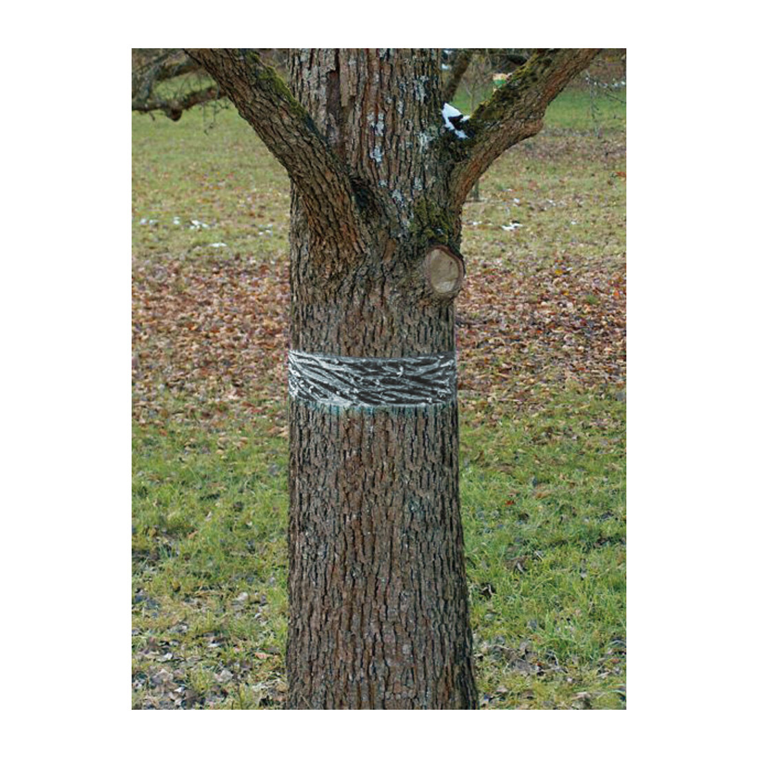 SWISSINNO Raupen-u.Ameisenleimring 5x5cm Natural Control Solution