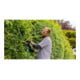 Taille-haies AdvancedHedgeCut 65 Bosch