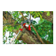 WOLF-Garen - Cisailles à arbres professionnelles multi-star® RC-VM-4
