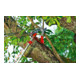WOLF-Garten - Profi-Takkenschaar multi-star® RC-VM-4